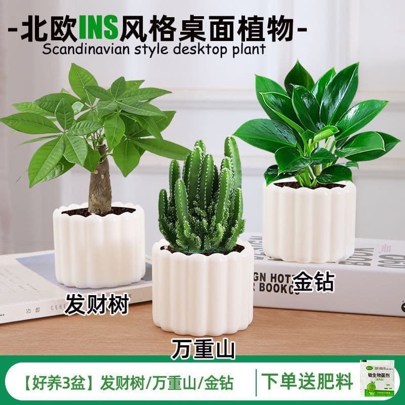 Money Tree Pothos Potted Plant Indoor Living Room Easy Care Hydroponic Green Plant Creative Bonsai Fortune Flower Small Potted Plant