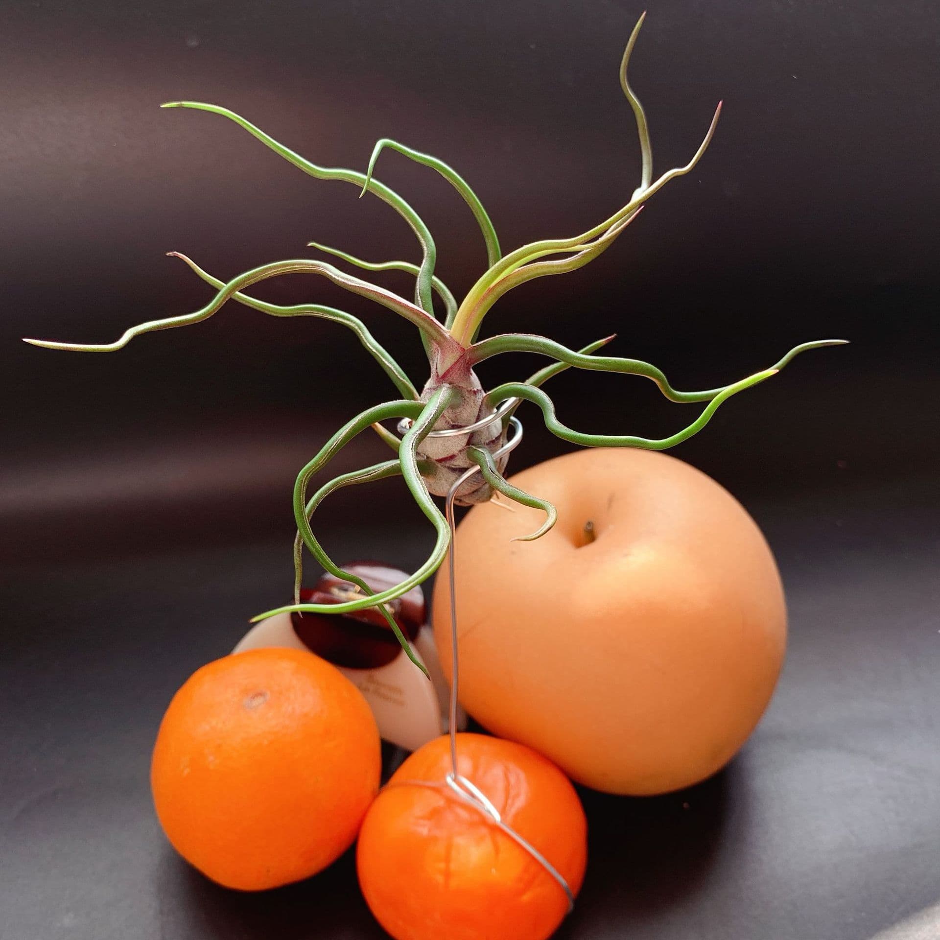 Small Butterfly Octopus, Direct from Manufacturer, Base Shipping, Air Plant, Soilless Plant