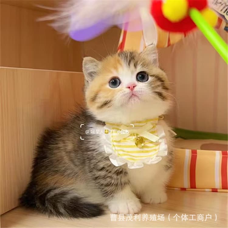 British Shorthair Munchkin Cat, Calico Short-Legged Cat Live, Devon Rex Kitten, Purebred Calico Maine Coon Kitten Live