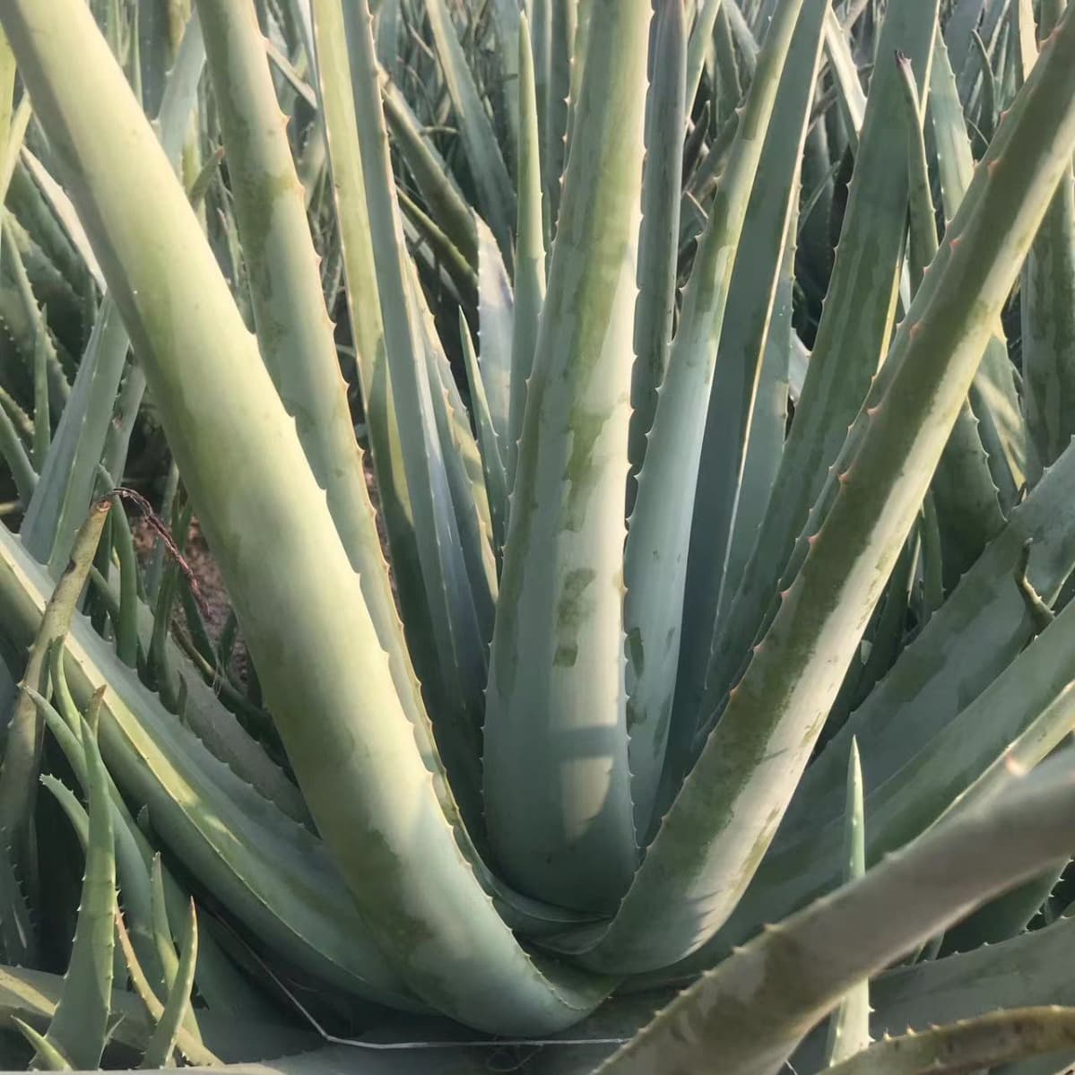 Factory direct fresh aloe vera for beauty, edible aloe, aloe plant for facial treatment, large aloe seedlings