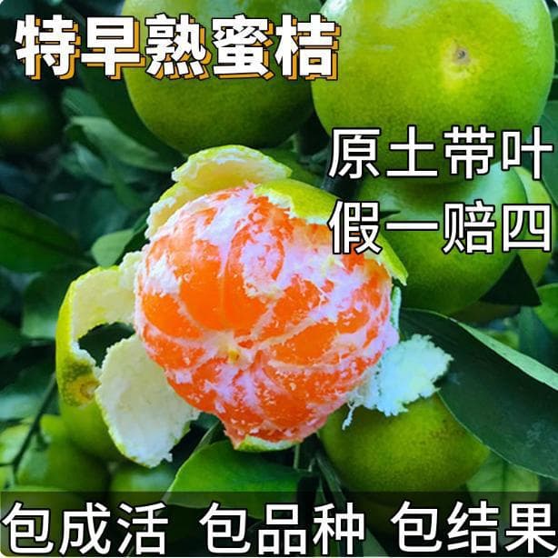 Extra Early Honey Tangerine Seedling, Orange Tree Seedling, Large Tree with Soil, Suitable for North and South Potted Plants, Grafted Seedless Honey Tangerine, Bears Fruit Same Year