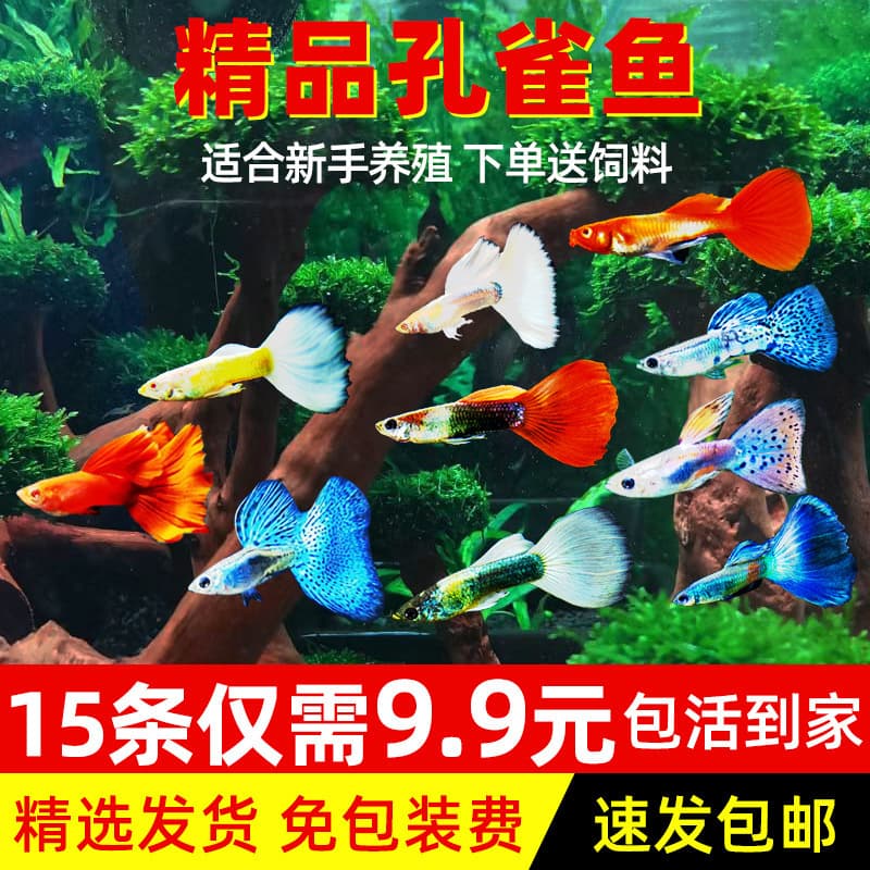 Purebred Guppies, Ornamental Fish, Small Tropical Fish, Easy to Raise in Freshwater, Goldfish, Small Fish, Live-Birthed Fish Fry