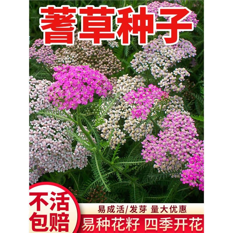 Yarrow Flower Seeds Mixed Colors Perennial Cold Hardy Easy to Grow Flower Seeds for All Seasons Garden Plants