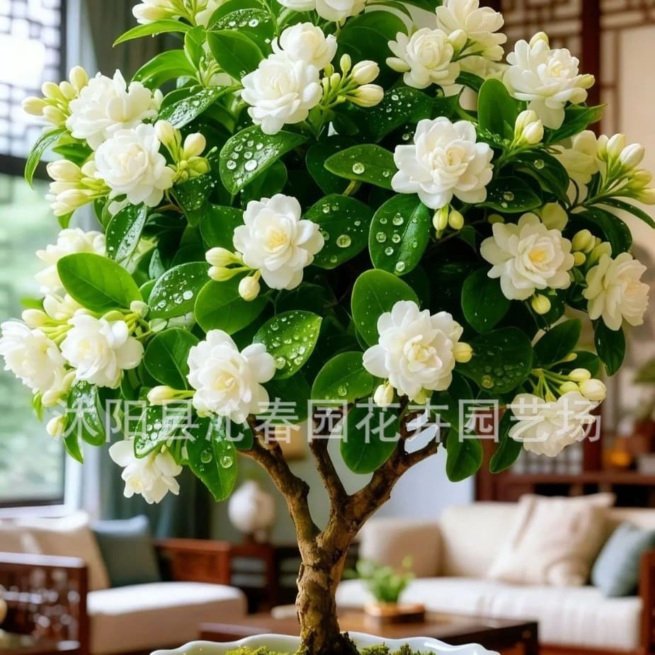 Gardenia Seeds Are Easy to Grow and Bloom in All Seasons, Suitable for Indoor and Outdoor Potted Plants
