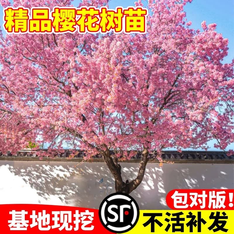 Japanese cherry blossom saplings, northern and southern outdoor courtyard planting, evening cherry greening, landscape trees, flower potted plants, double petals