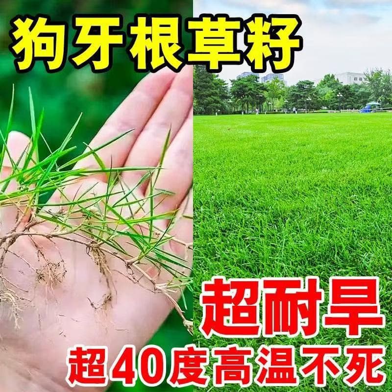 Grass Seed Lawn Seed Bermuda Grass Seed for Slope Protection Engineering Soil Stabilization Four-Season Evergreen Grass and Flower Seed Mix