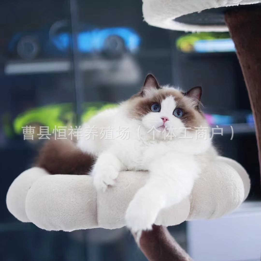 Purebred Ragdoll Cat, Abyssinian Cat, Large Paw Maine Coon Cat, Devon Rex Cat Price