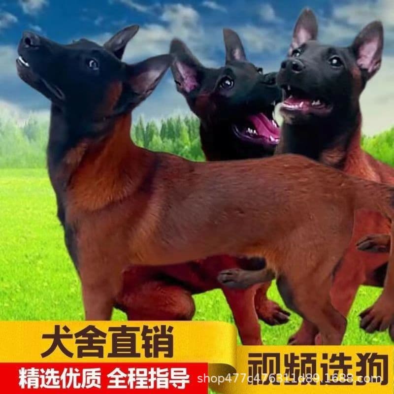 Belgian Malinois dogs are incredibly popular for guarding homes and property, especially as live puppies. They're also great for herding cattle and sheep.