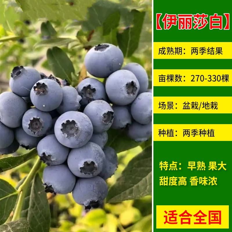 Blueberry Tree Seedling with Fruit, Blueberry Plant Potted for North and South Planting, Rabbit Eye Extra Large Balcony Fruit Tree Seedling, Bears Fruit Same Year