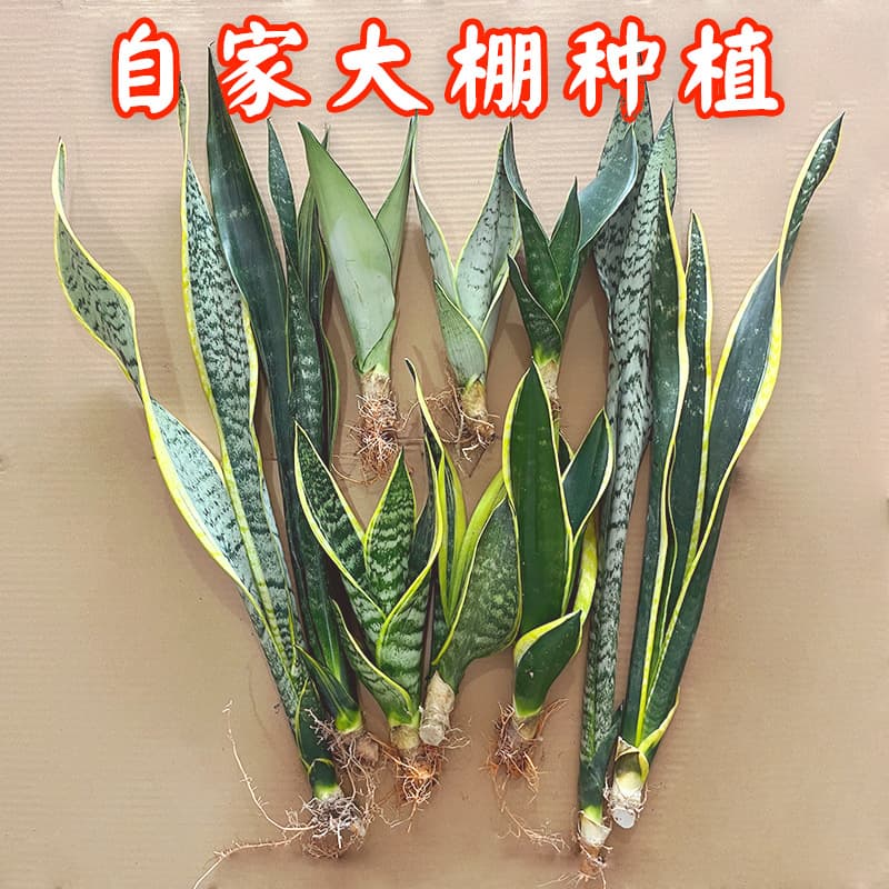 Snake plant, a rare variety of dwarf golden-edged white jade plant grown hydroponically, with club-shaped leaves and silver veins, is a potted flower.
