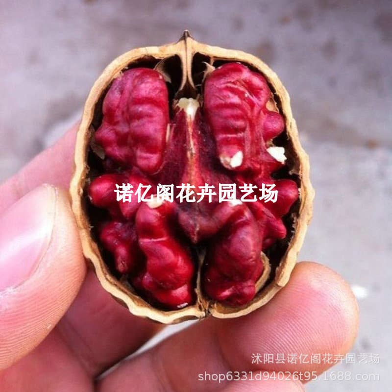 Paper-shelled red-kernel walnut seedlings, grafted seedlings, thin-shelled red-kernel walnut tree seedlings, suitable for planting in both northern and southern regions, fruit trees bearing fruit in the same year.