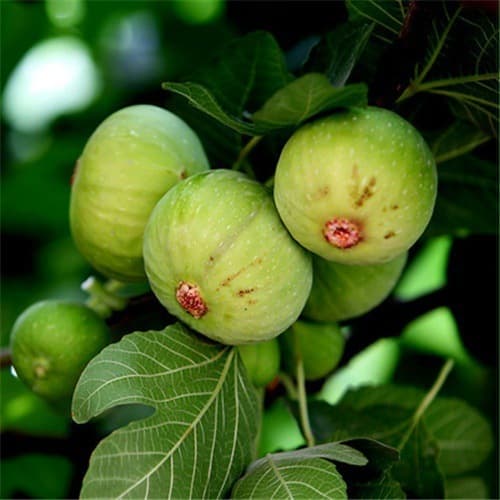 Fig Tree Seedling for Potted or Ground Planting, Brown Turkey, Suitable for Southern and Northern Regions, Large Fruit, Bears Fruit in the Same Year