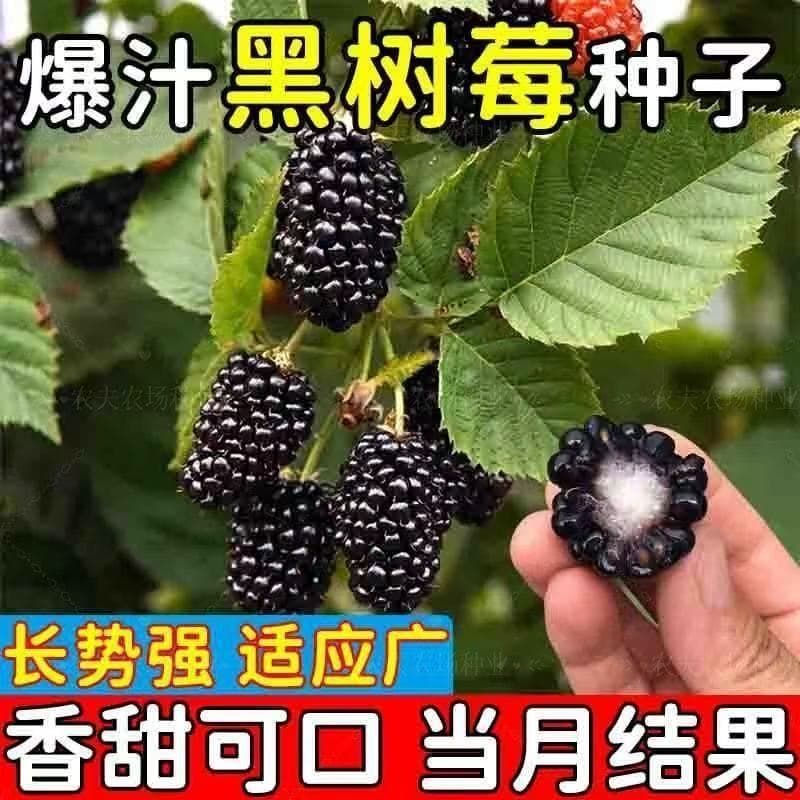 Potted Raspberry Seeds Seedlings Raspberry Thorn Berry Blueberry Seedlings Red Raspberry Fruit Seedlings Raspberry