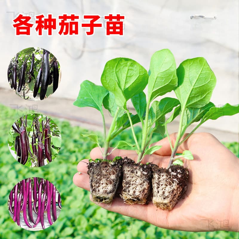 Four Seasons Eggplant Seedlings with Soil, Potted, Grafted Heirloom Purple Eggplant and Hangzhou Eggplant Seeds, Spring Vegetable Seedlings