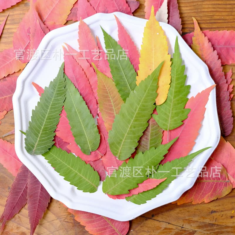 Torch Leaf Pressed Flower Autumn Red Leaves Dried Flower Pressed Flower Art Kindergarten Craft