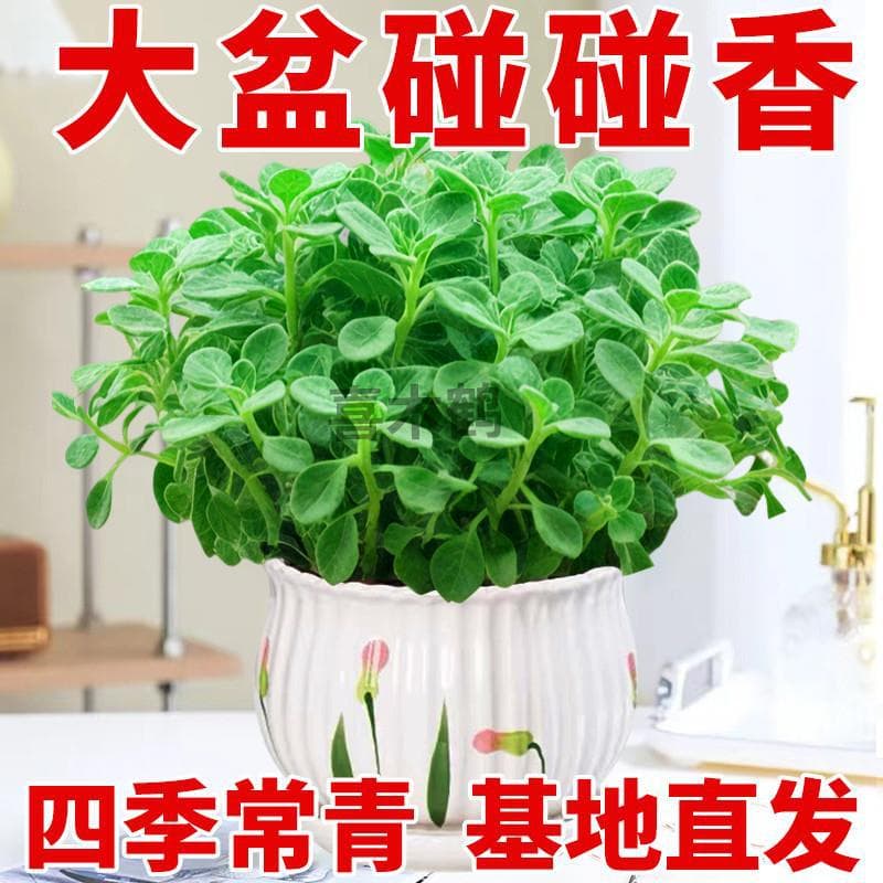 Large potted Plectranthus amboinicus, indoor mosquito repellent, refreshing, green plant, succulent, flower potted plant, air purifier, a touch of fragrance