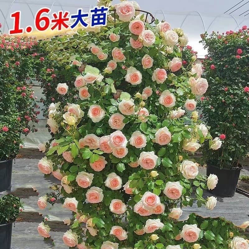 European Rose Climbing Rose Vine Rose Bush Climbing Plant Rose Balcony Potted Flower Four-Season Blooming