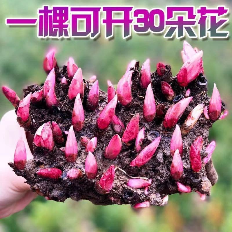 Peony seedlings, peony bulbs, year-round flowering plants, potted plants for courtyards, balconies, and perennial flowers.