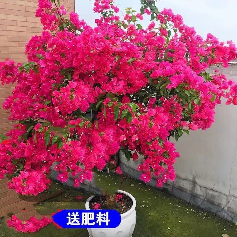 【Cold Hardy】Bougainvillea Special Price, Blooms Year-Round, Heat Tolerant, Outdoor Garden Multi-Color Flowering Green Plant, Climbing Plant