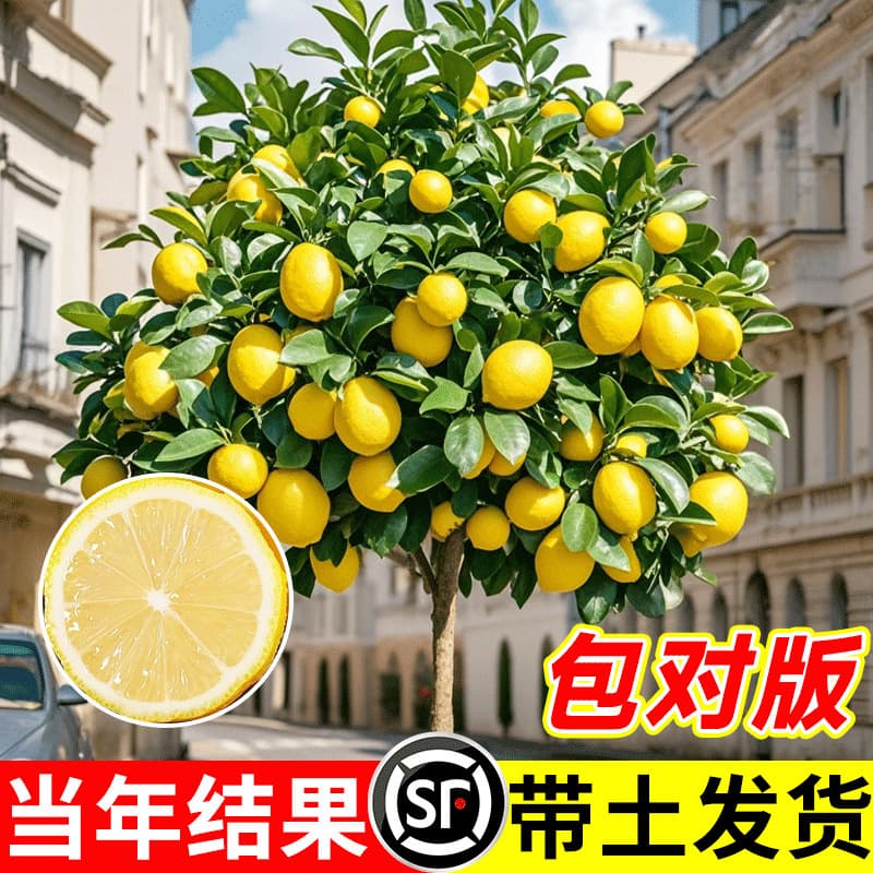 Fragrant lemon tree seedlings, potted plants with fruit, suitable for indoor and outdoor use, seedless, ever-blooming, edible lemon tree seedlings