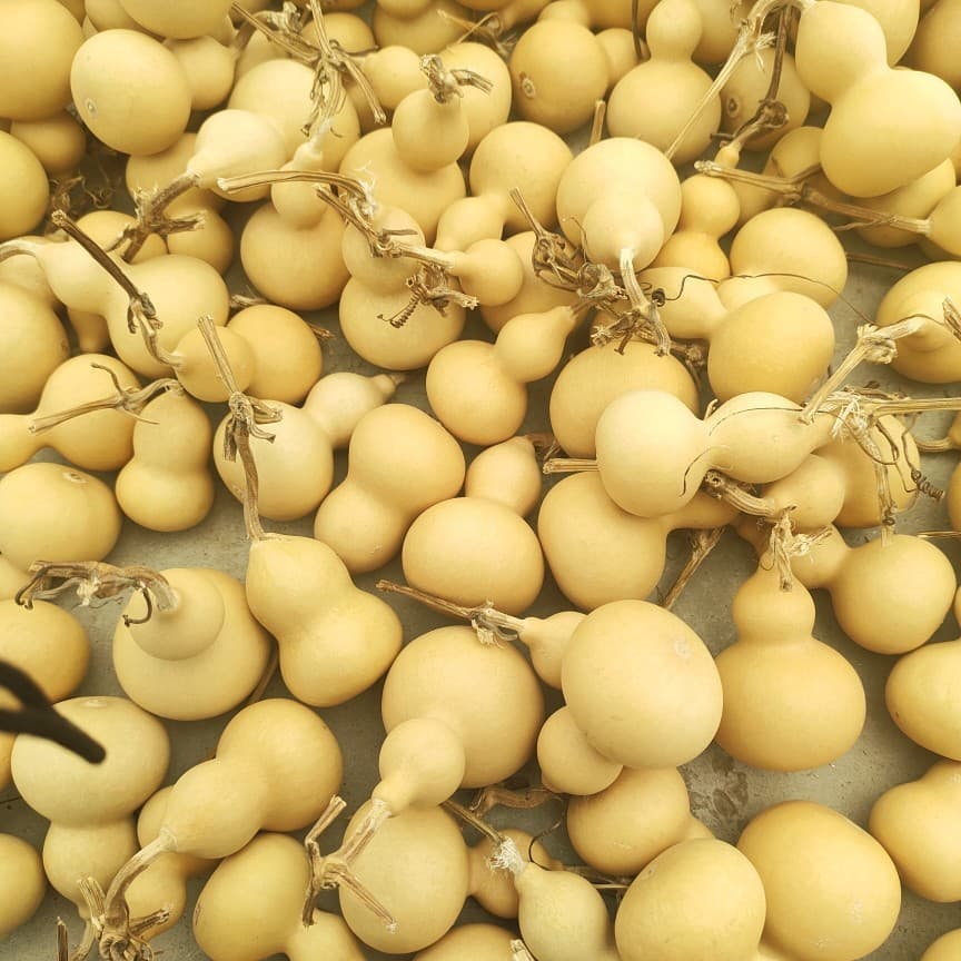 ✅Factory wholesale, small American gourds, hand-twisted gourds, standard size 4 to 7 cm