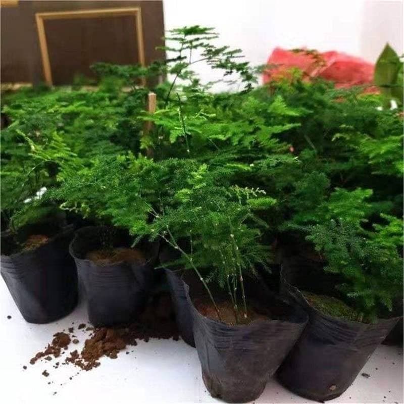 Tangshan Dwarf Bamboo and Asparagus Fern Potted Plants, Office and Desktop Miniature Landscapes, Air Purifying Green Plants