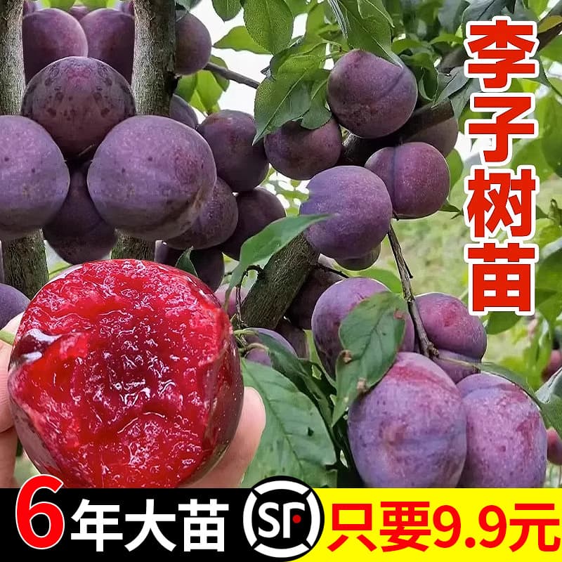Honey Sugar Plum Tree Seedlings, Grafted Extra-Large Late-Ripening Boneless Green Crisp Plum Fruit Tree Seedlings, Suitable for North and South, Sanhua Plum Tree Seedlings