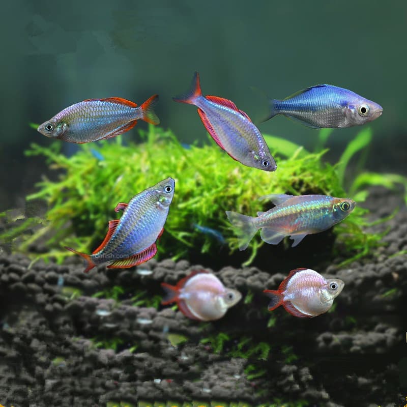 Tropical fish in planted tank, ornamental fish, electric mermaid, Congo beauty, electric beauty ball, live tropical fish for aquarium