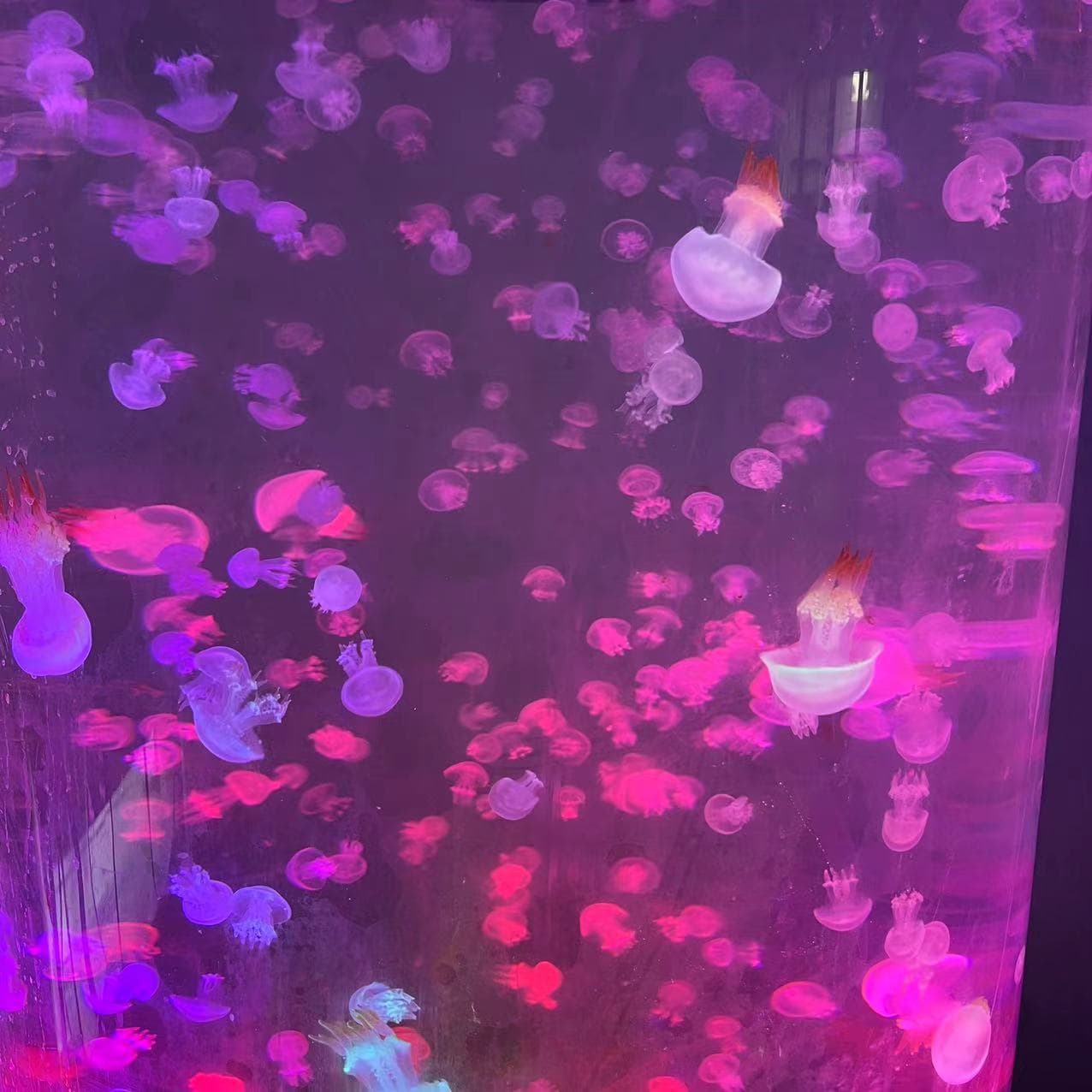 Red Moon Jellyfish Ocean-themed Night Market Jellyfish Stall Red Moon Live Jellyfish