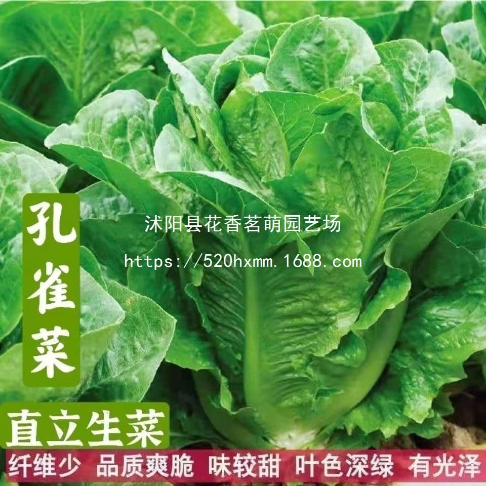 Peacock vegetable seeds, suitable for all seasons, cold-resistant, high-calcium upright lettuce seeds, potted, frost-resistant winter seeds