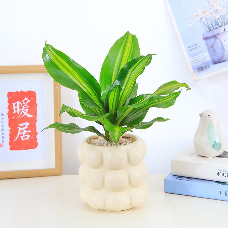 Golden Heart Brazil Iron Potted Plant Office Desktop Small Bonsai Brazil Wood Yemen Iron Fragrant Dragon Blood Tree Potted Plant