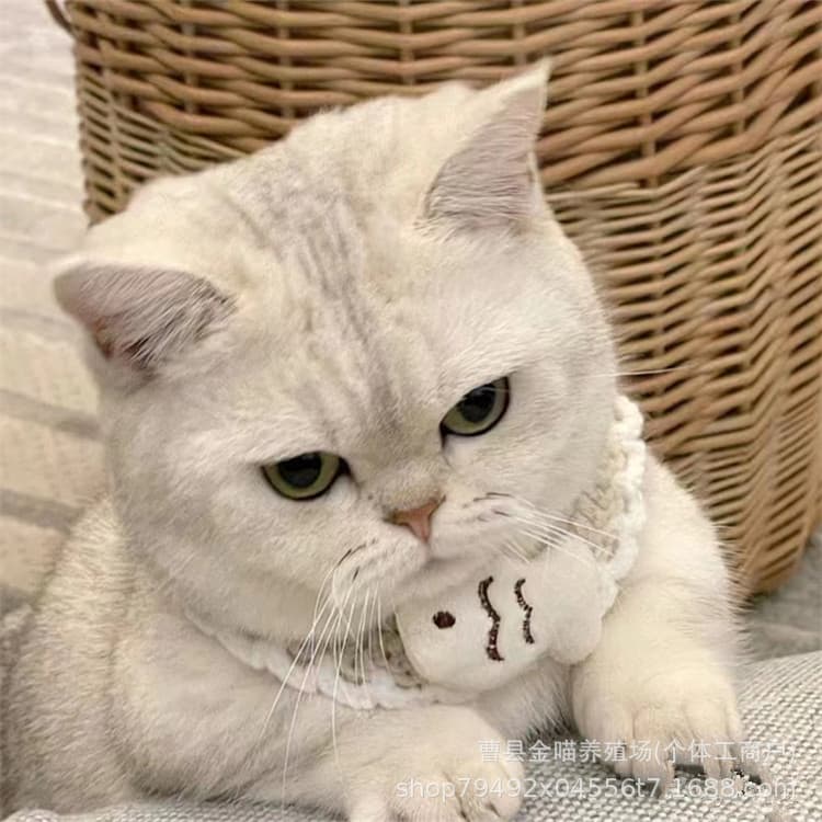 Short-legged Silver Gradient British Shorthair Kitten Live Pet Cat for Sale Silver Gradient Kitten Live Animal