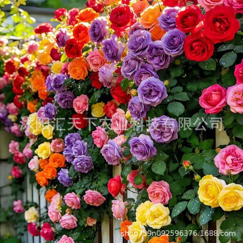Cross-border e-commerce non-rose flower seeds rose roses bloom in all seasons climbing garden red thorn plum seeds rose seeds