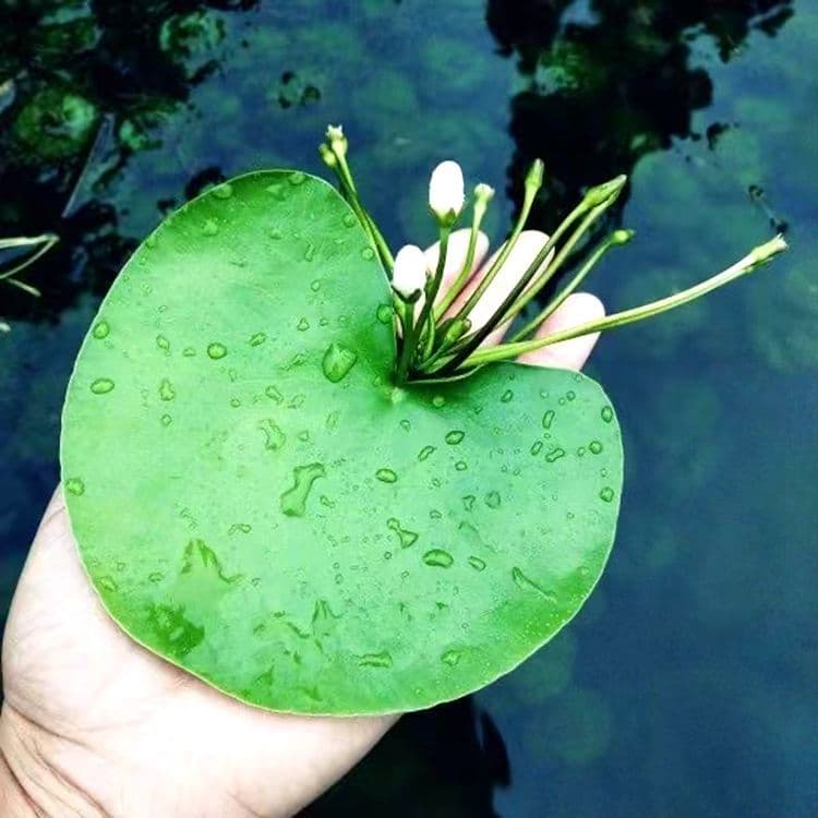 One Leaf Lotus Aquatic Flower Lotus Bowl Lotus Water Lily Potted Plant with Flower Buds Four Seasons Blooming Indoor Balcony Lotus