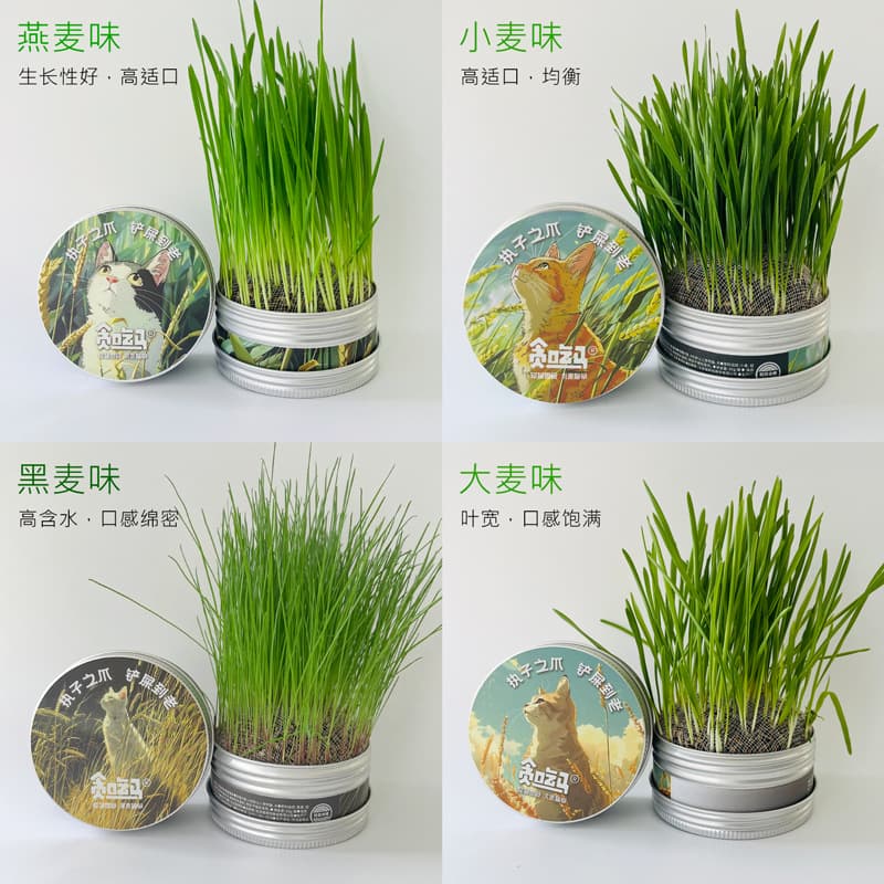 Greedy Horse Cat Grass Soilless Hydroponic Cat Grass Cat Snack Can Cat Grass