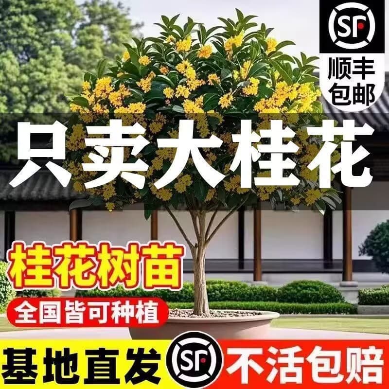 Osmanthus tree seedlings for garden planting, including Jin Gui, Dan Gui, native Osmanthus trees, large seedlings, fragrant flowers, four-season Osmanthus, evergreen.