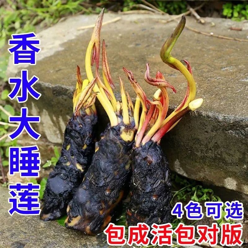 Colorful Water Lily Rhizome for Ponds, Four-Season Hydroponic Patio Bowl Lotus Flower Seedling, Blooming in Pots