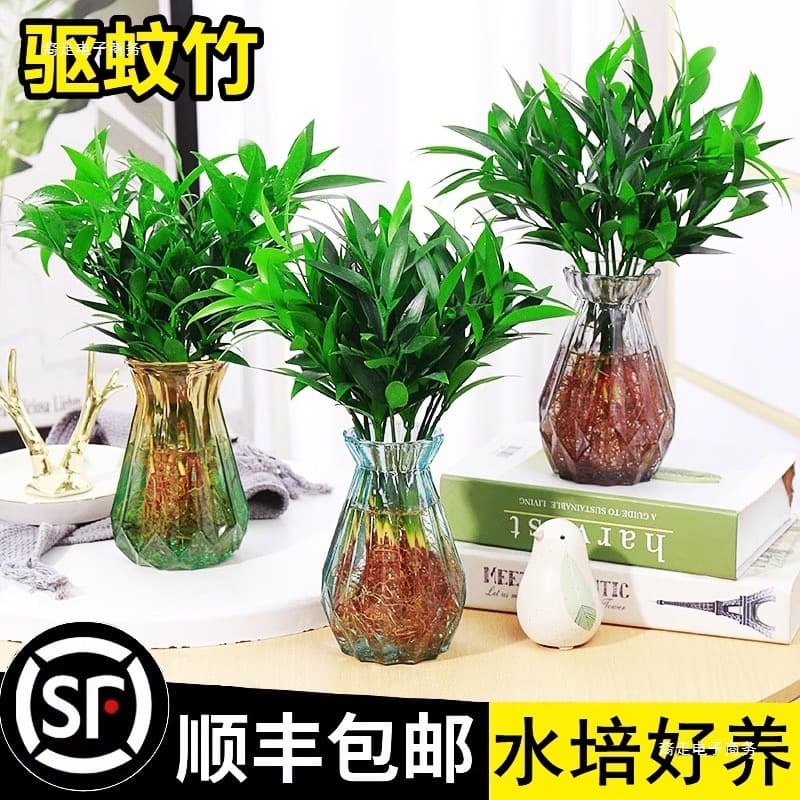 Mosquito-Repelling Bamboo Palm Hydroponic Plant - Indoor Living Room Water Culture Greenery, Office Desktop Year-Round Easy Maintenance
