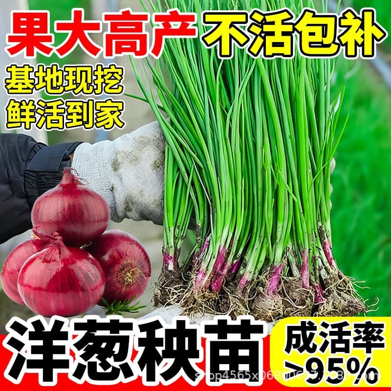 Purple Onion Seedlings, Fruit Onion Seedlings, Cold-Resistant, Fresh, Easy to Grow, Seedlings, Seeds, Freshly Dug and Sold