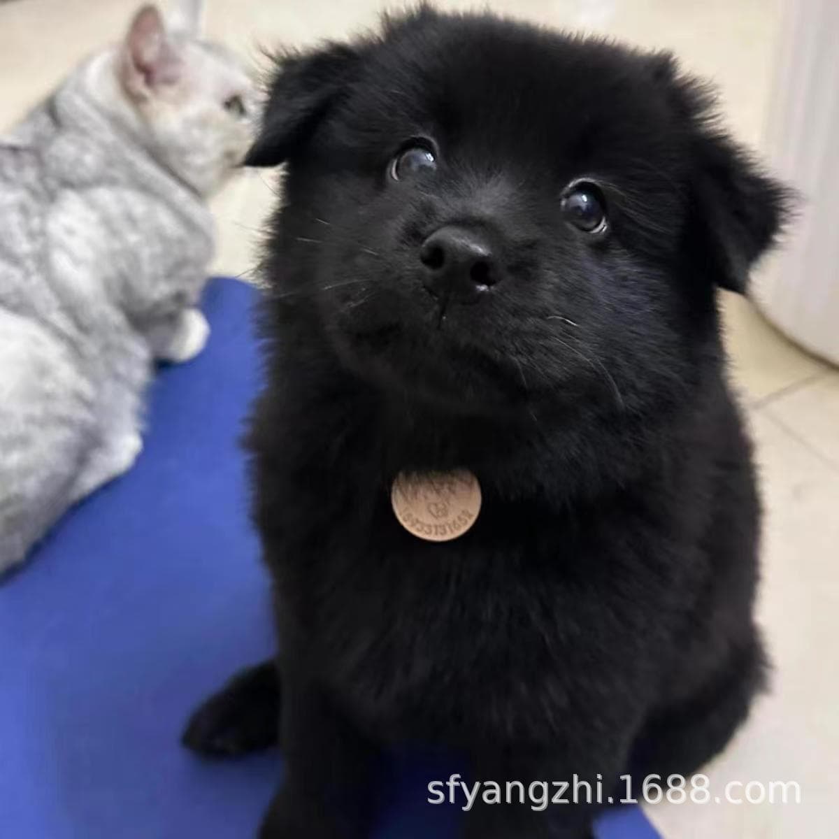 Chinese Rural Dog Puppy Small Yellow Dog Black Dog Watchdog Easy to Feed Pet Lively