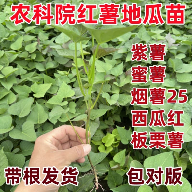 Academy of Agricultural Sciences Authentic Virus-Free Sweet Potato Seedlings: Yan Sweet Potato 25, Honey Sweet Potato, Watermelon Red, Durian Honey, Roasted Sweet Potato, Yam Seedlings