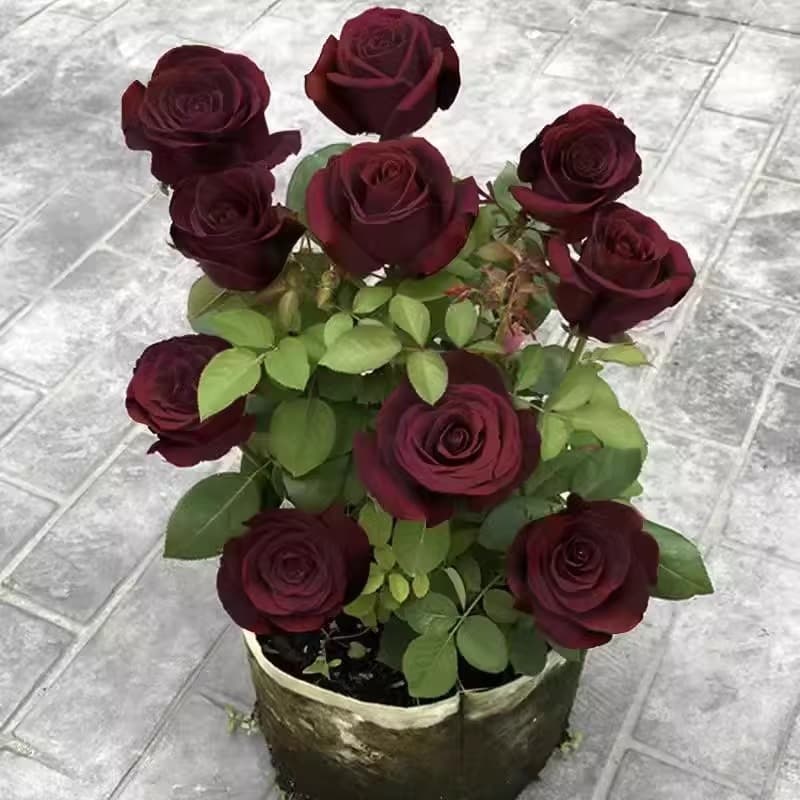 Rose Black Buck Flower Seeds Black Rose Seeds Easy to Grow in All Seasons Outdoor Indoor Balcony Rose Louis XIV