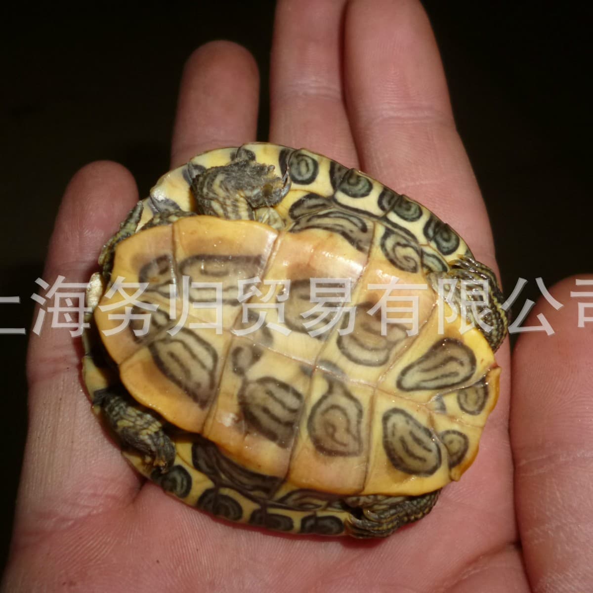 Live Red-Eared Slider Turtle 40-60g Shell Length 6-7cm Golden Red-Eared Slider Turtle Wholesale