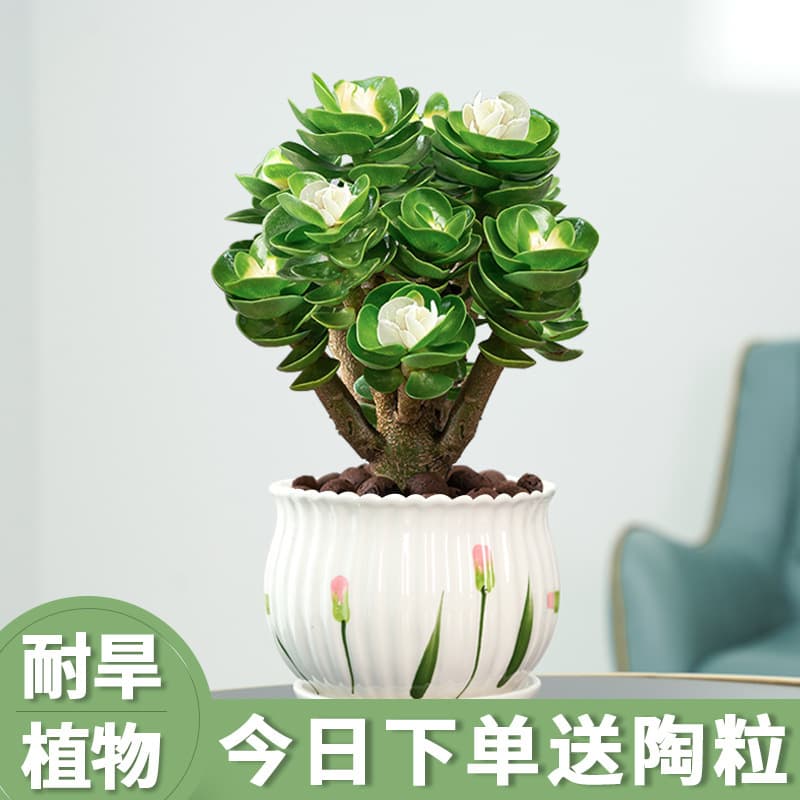Money Tree Old Stump Succulent Indoor Potted Plant Money Tree Evergreen All Year Round Easy to Grow Drought-Tolerant Green Plant