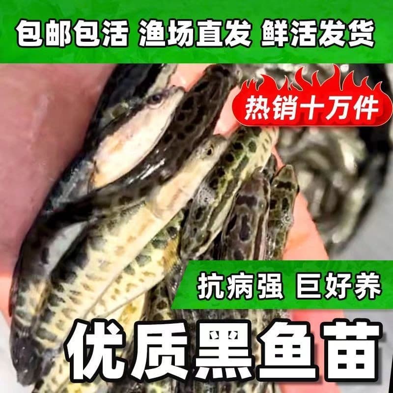 Fierce Snakehead Fry, Freshwater Ornamental Fish, Coldwater Fish Wholesale, Easy to Raise, Edible Cultivation, Large Fortune Snakehead