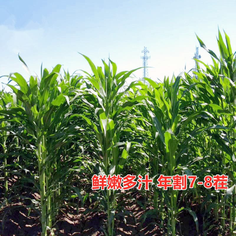 Sweet sorghum grass seeds breed pigs, cattle, sheep and horses love to eat grass seeds, fish and grass seeds are used for breeding and have high yields in all seasons.