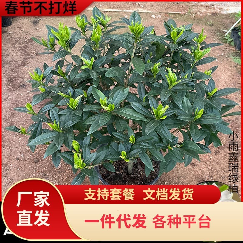 Dropshipping Xiaochen.. Four Seasons Small Leaf Gardenia 48 Yuan Single Stem with Buds (Summer Hot Style) Heavy Blooming