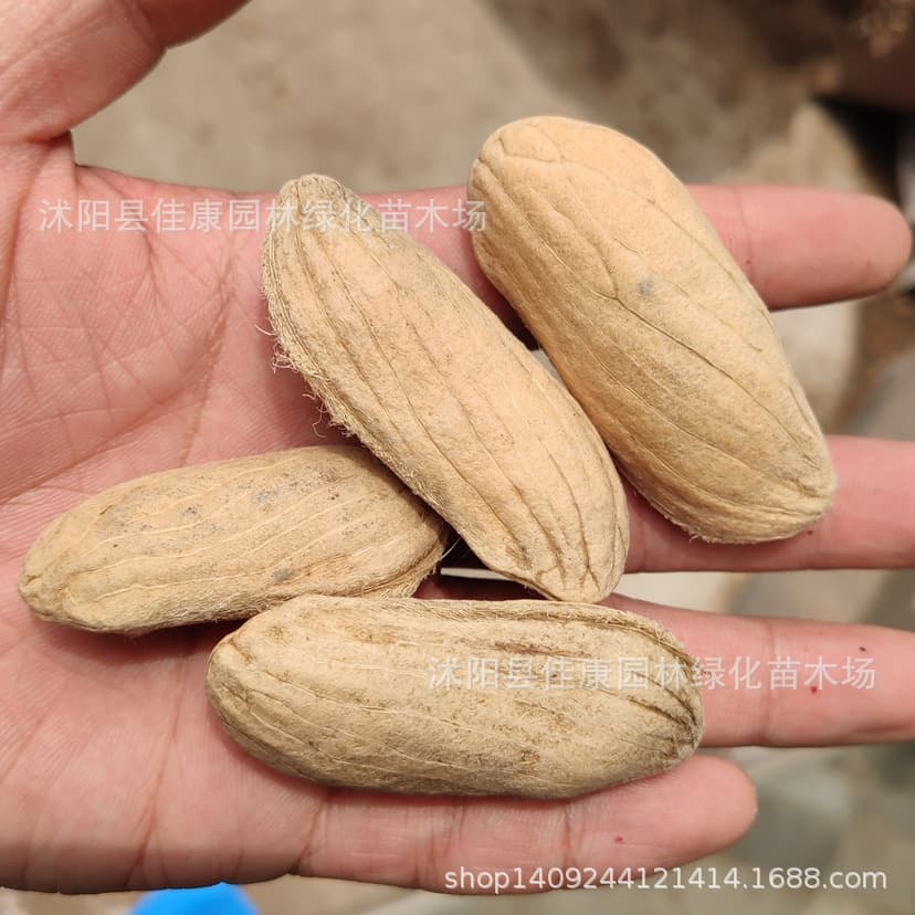 Mango Seeds Fruit Tree Mango Seeds Guifei Mango Mango Seeds for Fruiting Same Year Ornamental Fruit Seeds