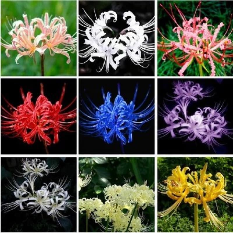 Lycoris Bulbs, Mandala Flower, Garden Potted Lycoris Bulbs, Flower Seeds for Multi-Season Planting