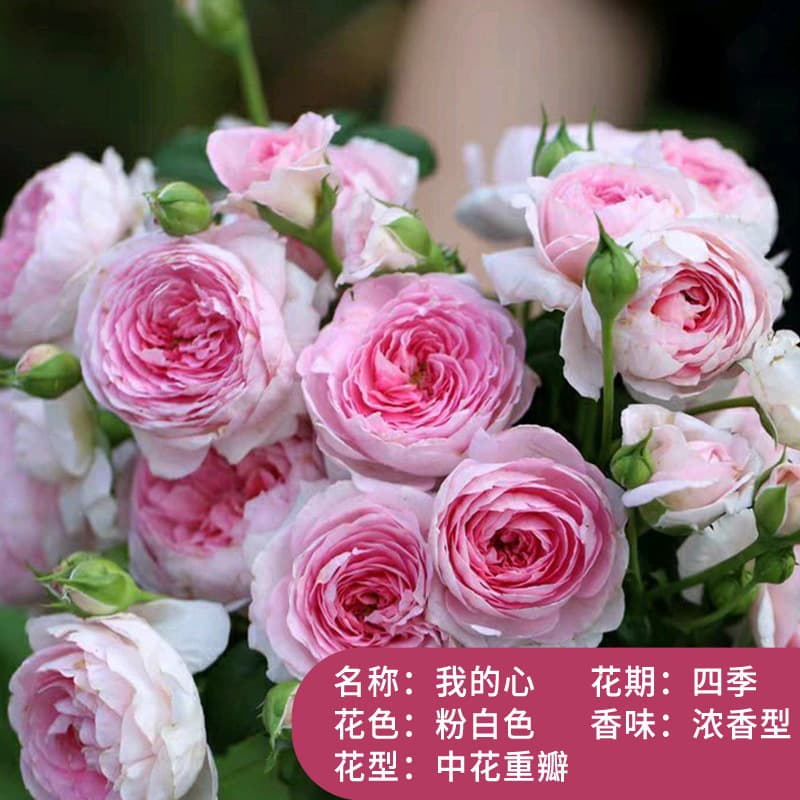 Juice Balcony Rose Potted Plant with Flower Buds, Four-Season Blooming Rose Tree Seedling, Old Root Rose Flower